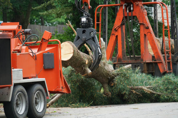 Large Tree Removal in Ahtanum, WA